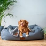أفضل ألعاب وإكسسوارات الكلاب لعام ٢٠٢٥...